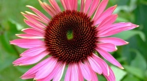 Echinacea_Carolin Feneberg